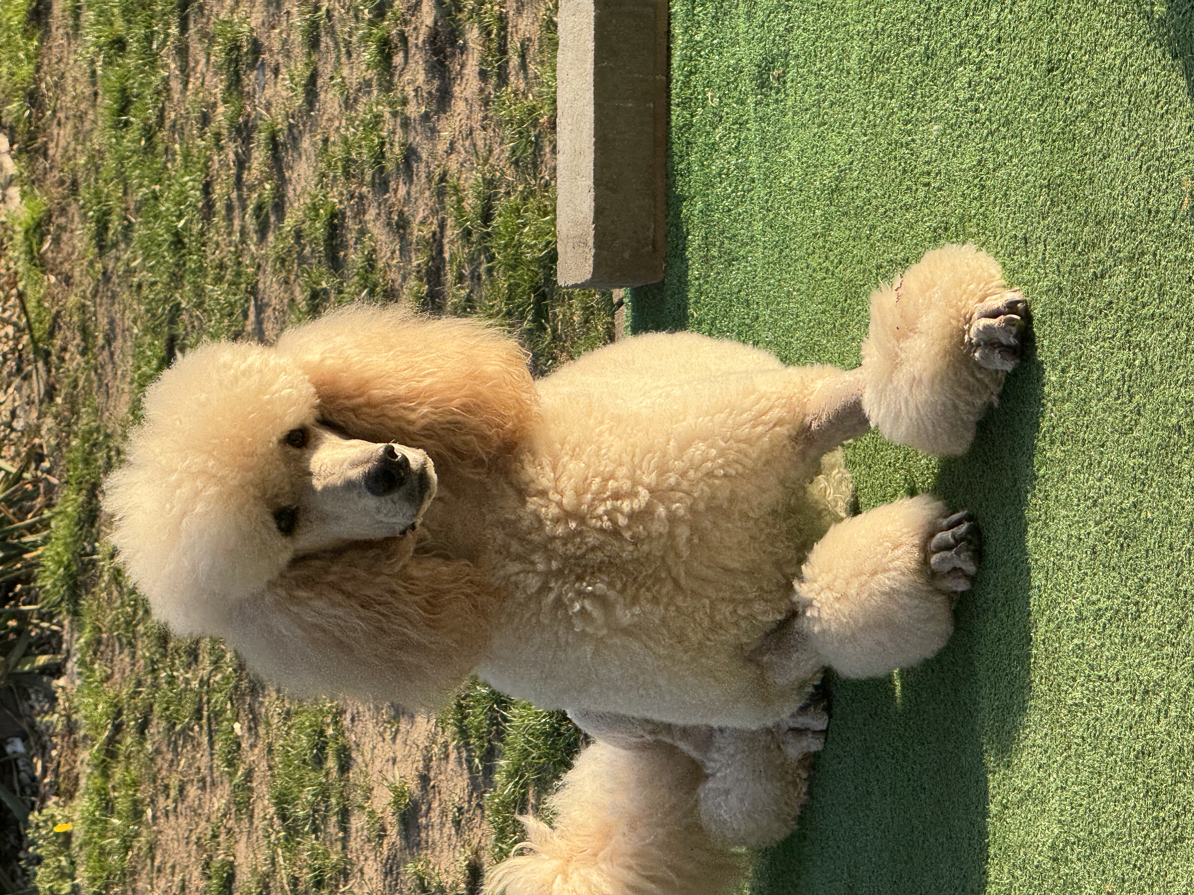 Biały pudel królewski w naturalnym świetle