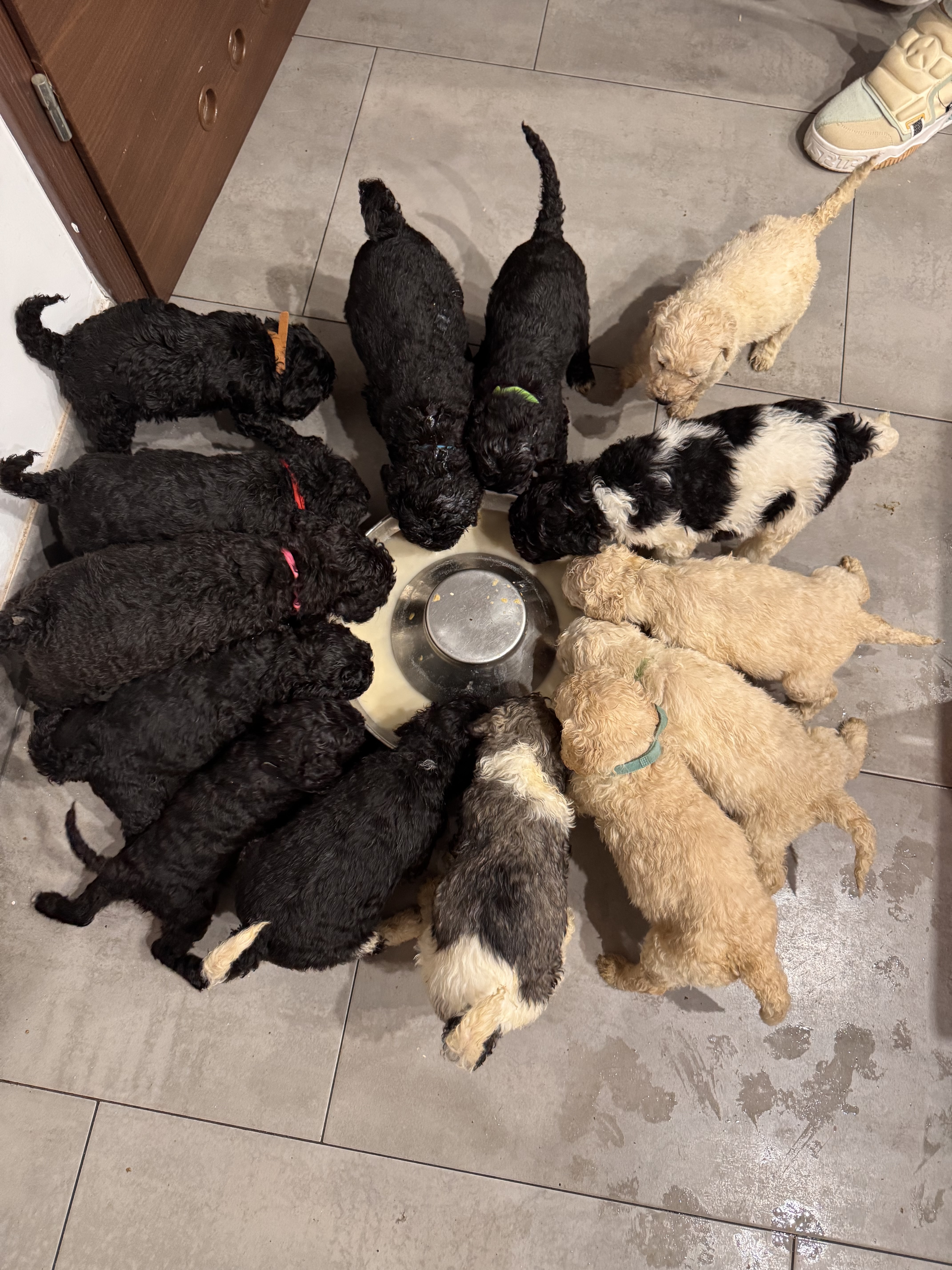 Pudle w domu - ciepła atmosfera