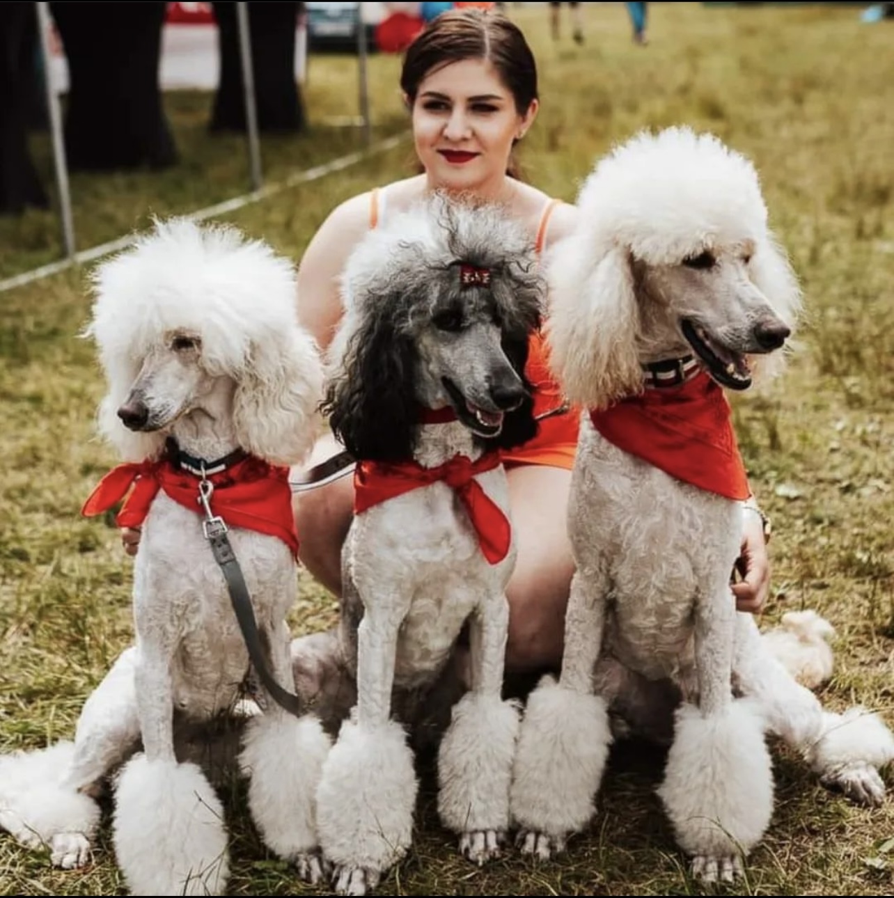 Biały pudel królewski VON PRAIS