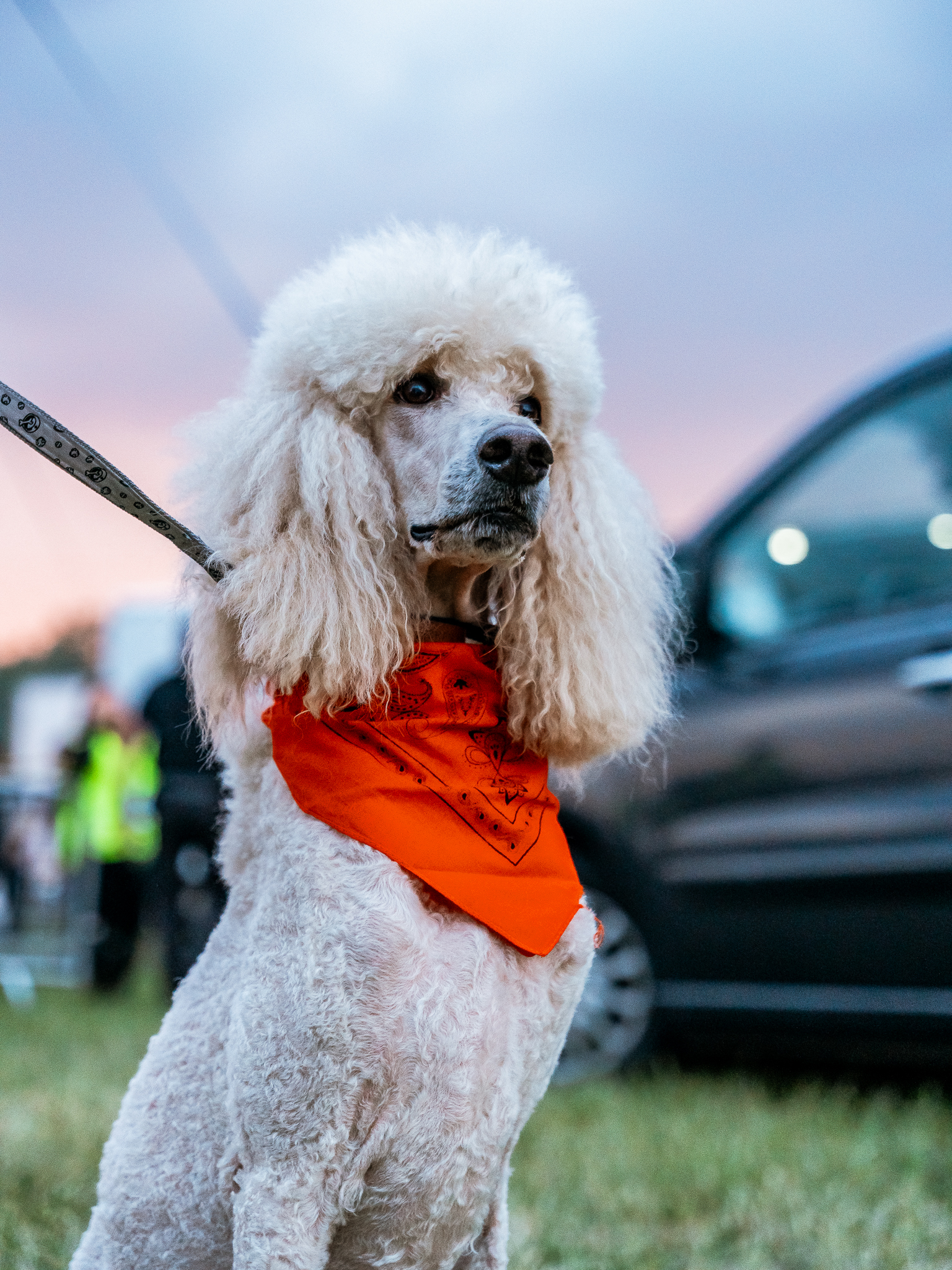 Czarny pudel królewski VON PRAIS