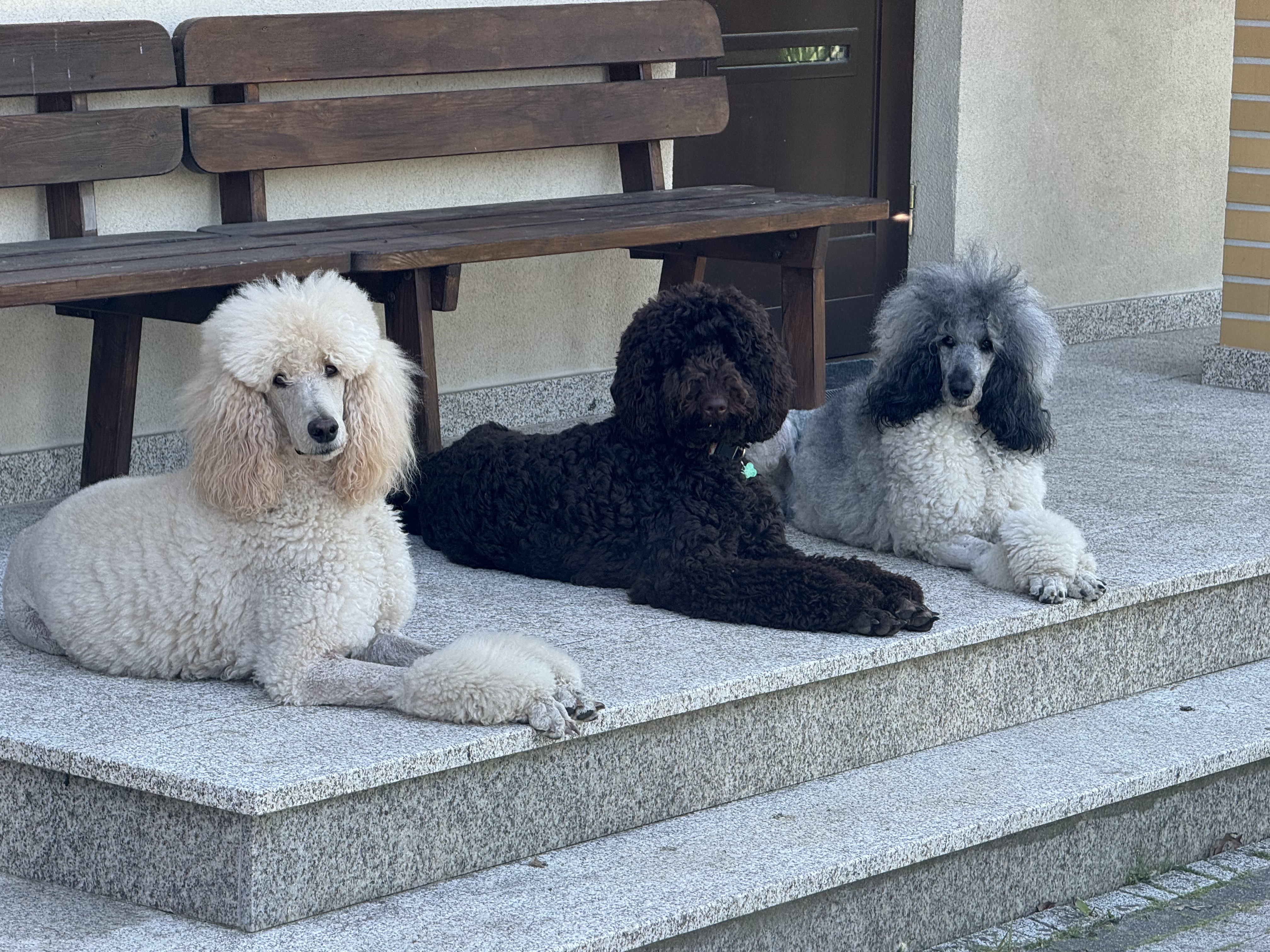 Pudle VON PRAIS - różne kolory