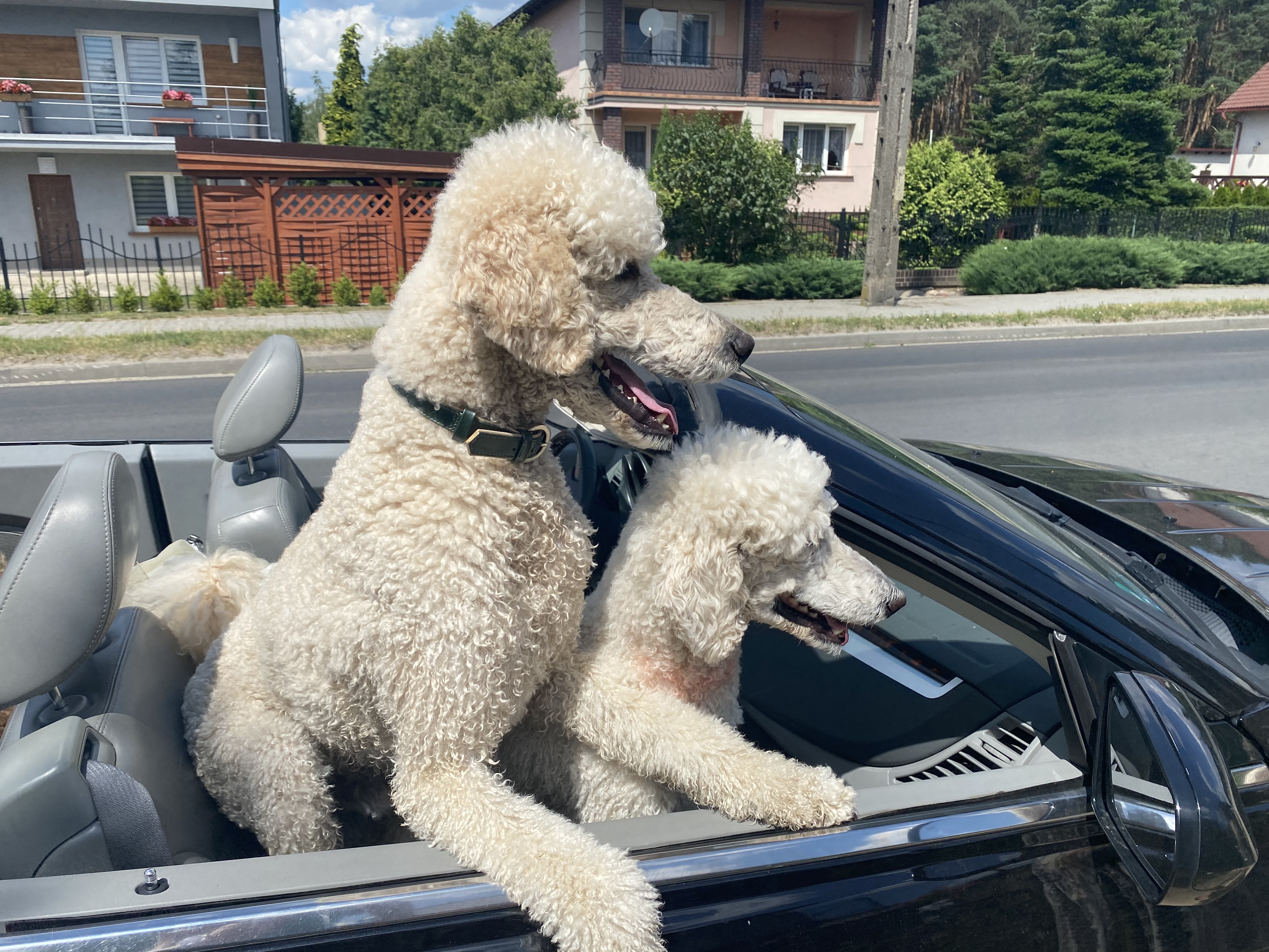 Pudel królewski - relaks