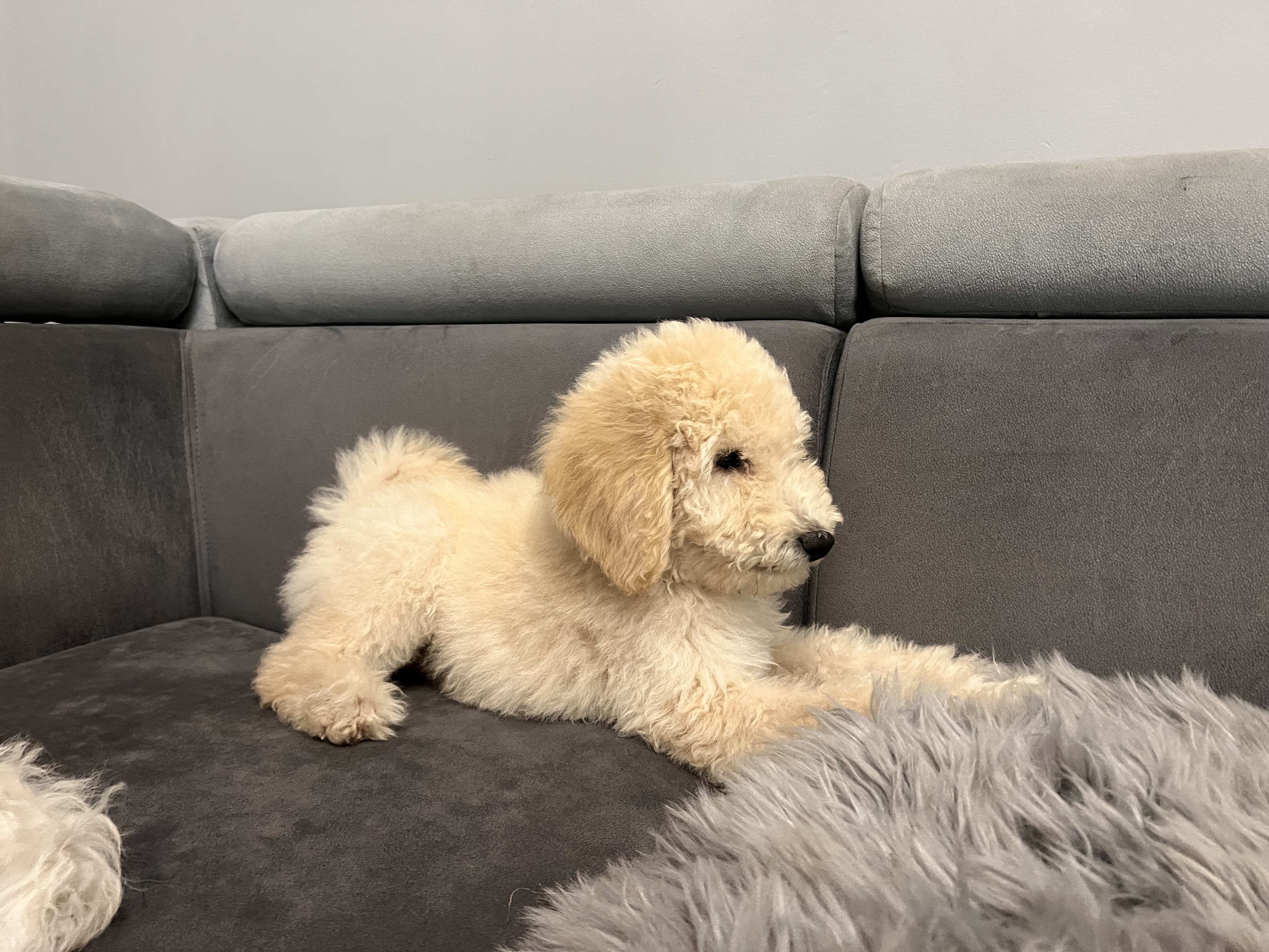 Pudel królewski w ogrodzie