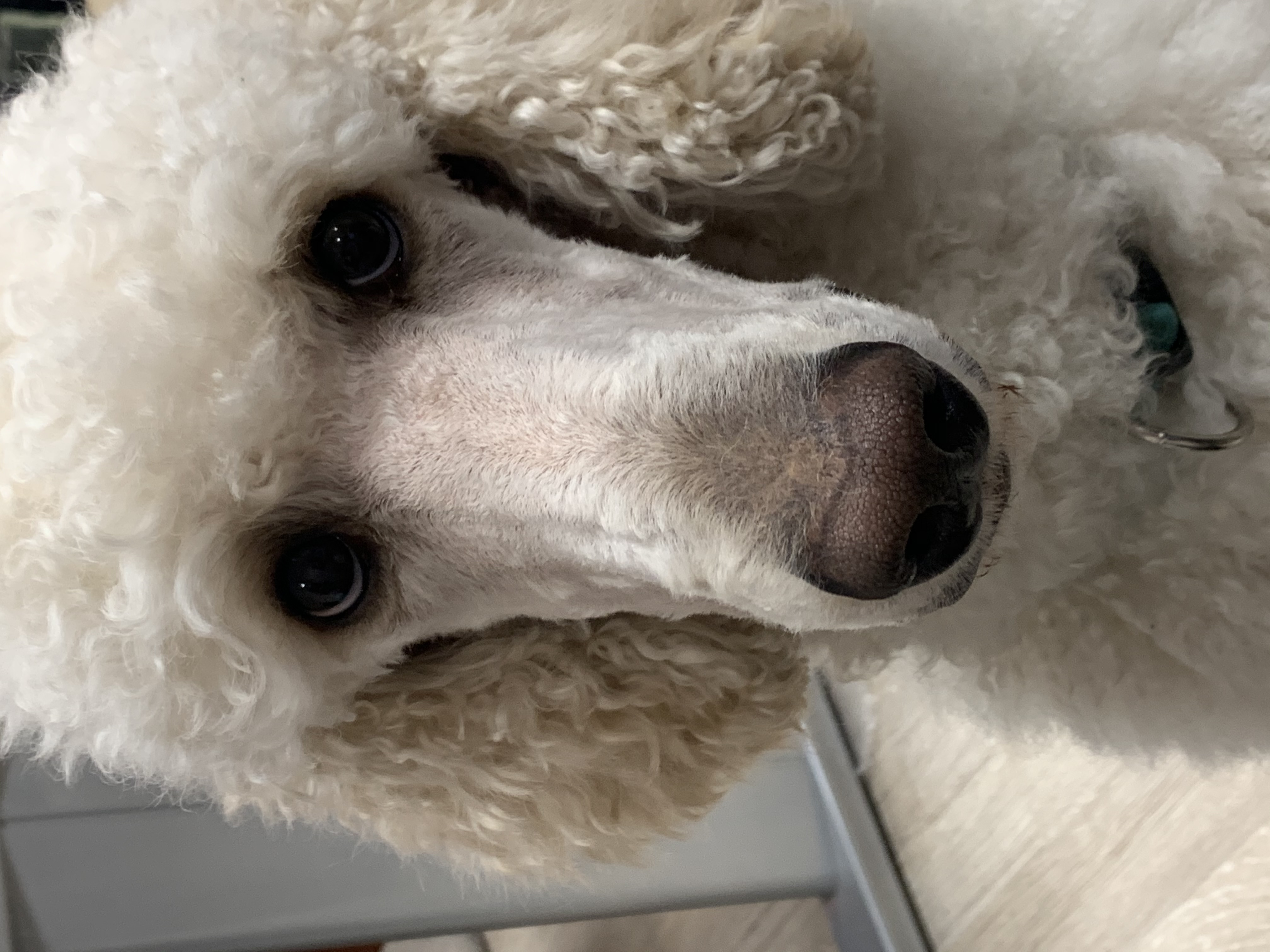 Łaciaty pudel - wyjątkowy wzór