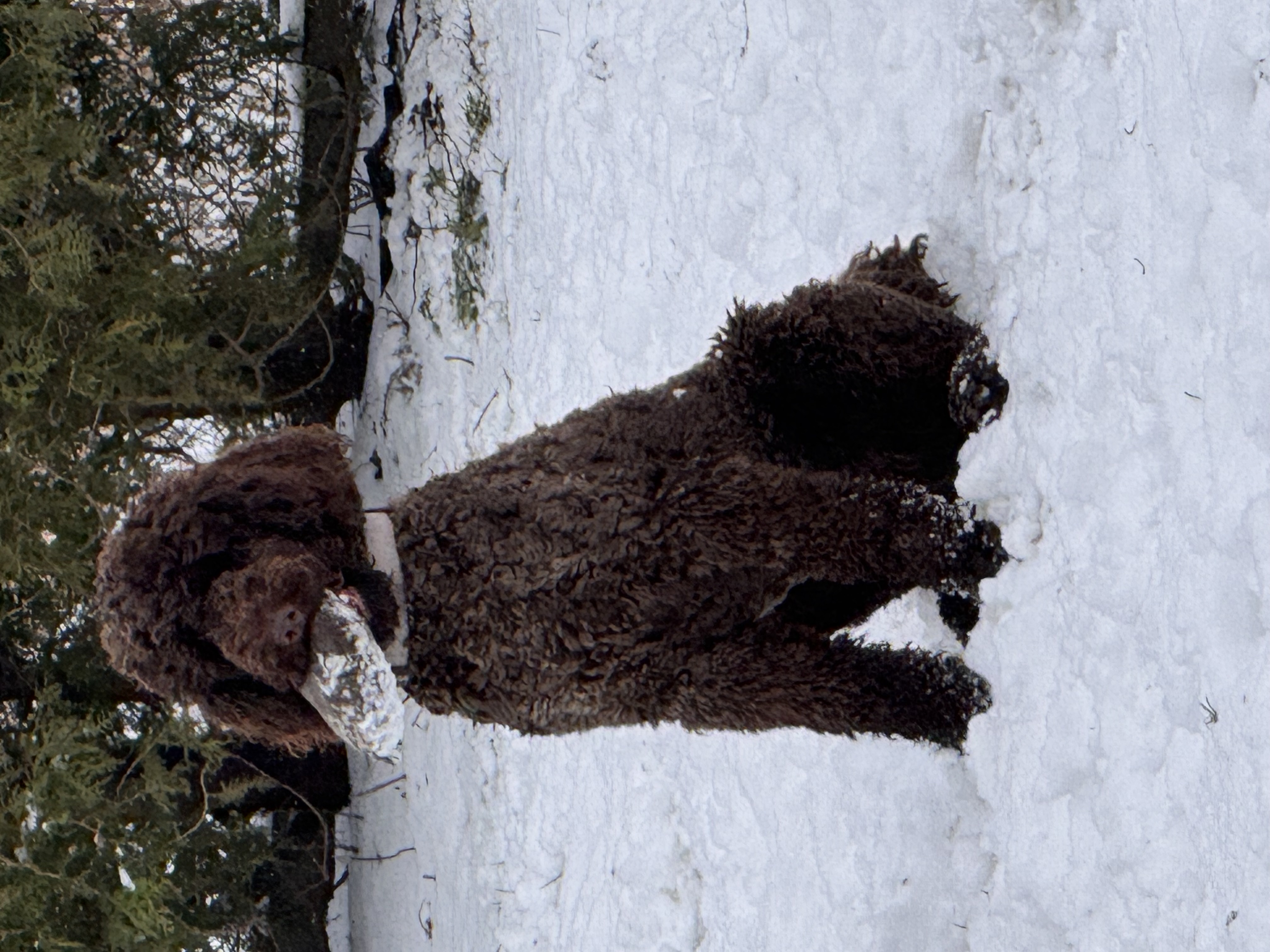 Brązowy pudel w zimowej scenerii