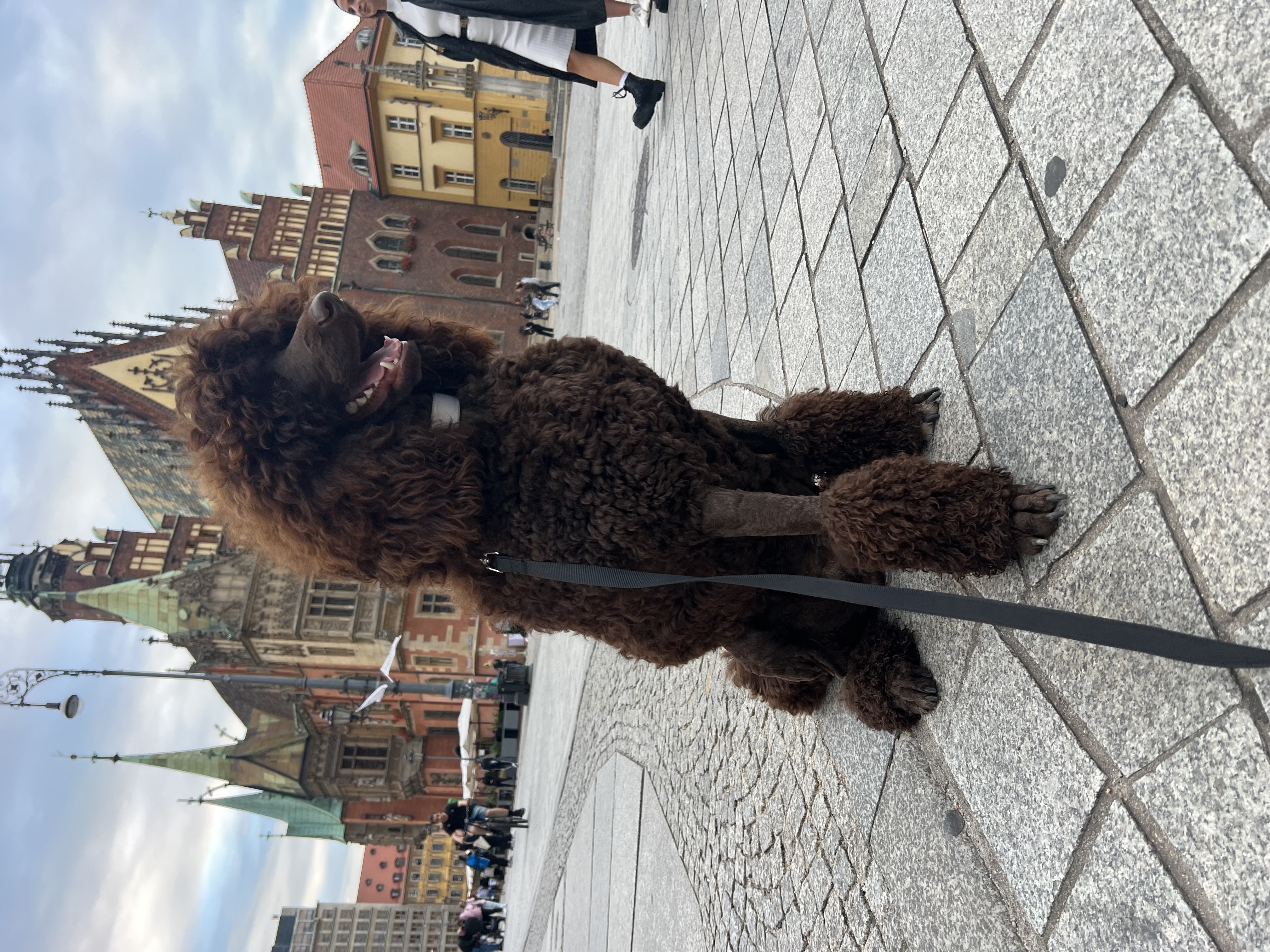 Brązowy pudel - elegancja w mieście