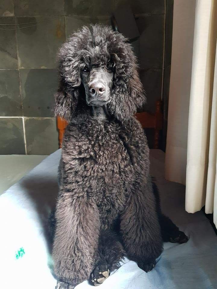 Czarny Diament Von Prais - pudel reproduktor VON PRAIS