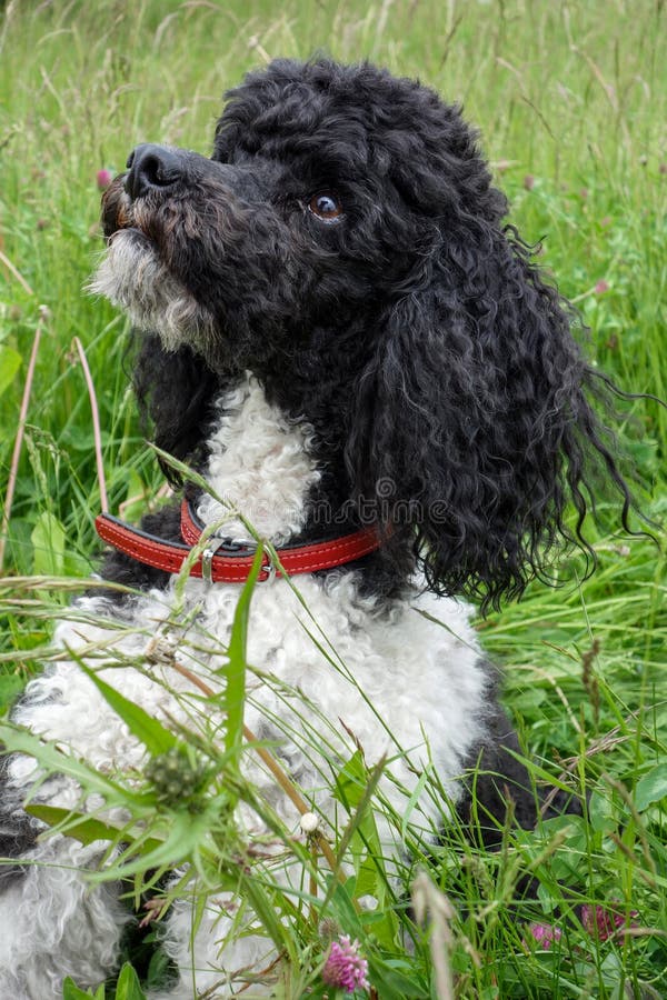 Harlekin Royal Von Prais - pudel reproduktor VON PRAIS